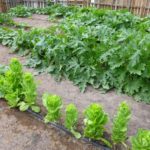 lettuce-and-squash-large