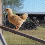 Grace Heritage Ranch 1