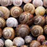 archive1-snails