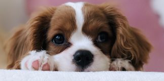 Woof! Advice from a New Puppy Parent puppy-parent