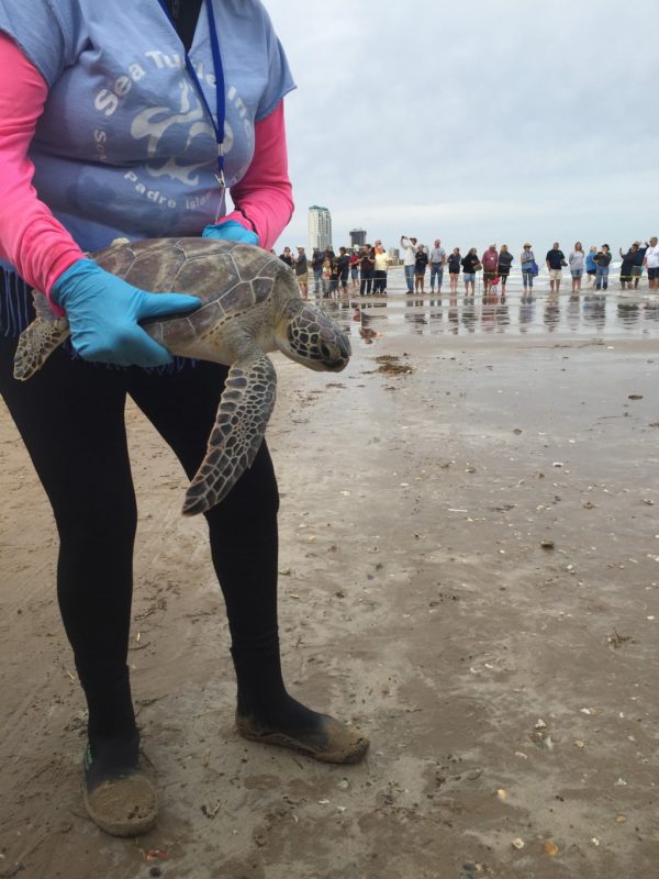 Sea Turtle Rescue Release