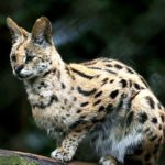 Ocelot Conservation Day at Gladys Porter Zoo