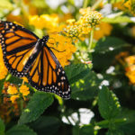 McAllen Monarch Festival March 17