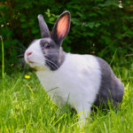 Easter Bunny