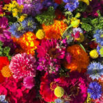 Market and Wild August