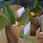 brownsville farmers market