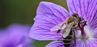 The Birds and the Bees for Moms: A Story about Trying to Conceive birds-bees-conceive-pregnancy