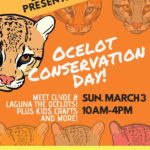Ocelot Day Gladys Porter Zoo Brownsville