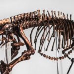Dino Week