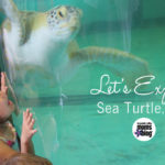 Explore Sea Turtle Inc RGVMB