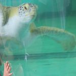 explore-sea-turtle-inc