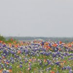 spring-break-Texas-travel-guide