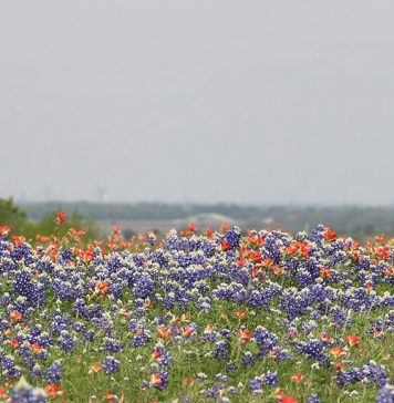 Spring Break Texas Travel Guide spring-break-Texas-travel-guide
