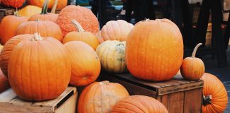 2021 Guide to RGV Pumpkin Patches 2021-guide-rgv-pumpkin-patch