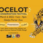 Ocelot Conservation Festival Gladys Porter Zoo
