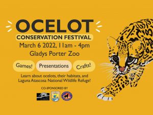 Ocelot Conservation Festival Gladys Porter Zoo