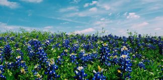 RGV Guide to Family Fun – March 2022 rgv-guide-family-fun-march-2022
