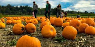 RGV Pumpkin Patch Guide – 2022 2022-rgv-pumpkin-patch-guide